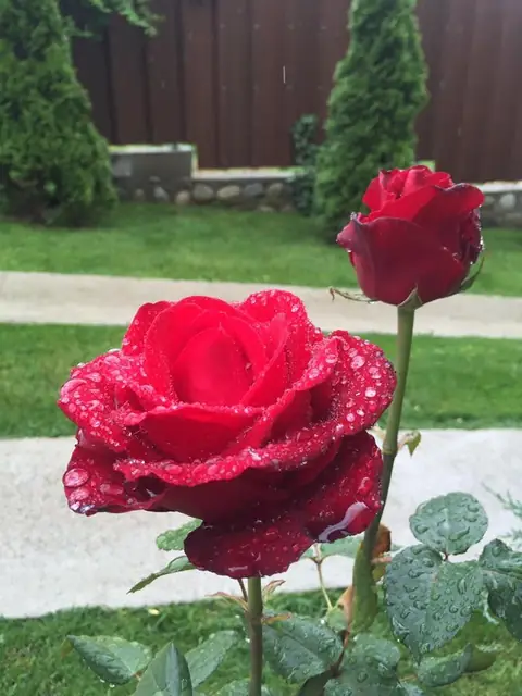 Pensiunea Dor de Vis, Hațeg